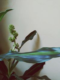 Close-up of lizard on flower plant