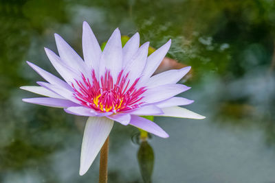 Beautiful purple lotus flower and pink petal in a pond or pool.