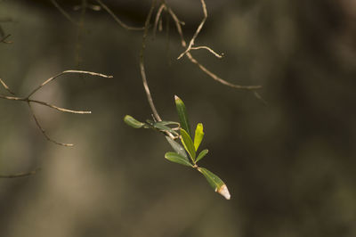 Close-up of plant against blurred background