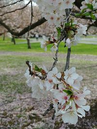 Close-up of insect on flower tree
