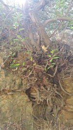 Close-up of roots in forest