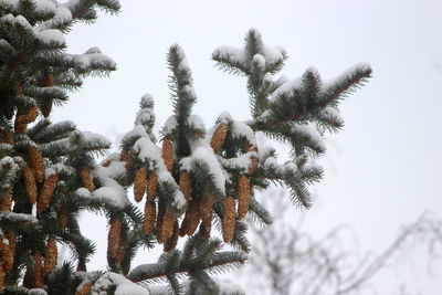 Low angle view of snow covered tree against sky