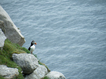 Bird perching on rock in water