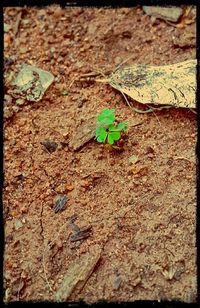 Close-up of leaves on ground