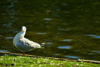 Close-up of seagull on lake