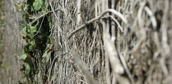 Close-up of plant growing on field