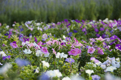 Close-up of flowers growing on plant at field