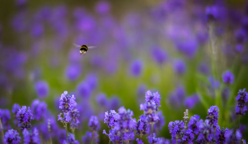 Close-up of bee pollinating on purple flowers