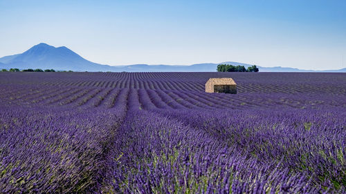 Scenic view of lavender field against sky