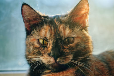 Close-up portrait of a cat