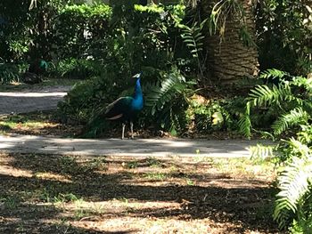 View of peacock