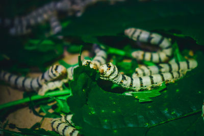 Close-up of insect on leaf