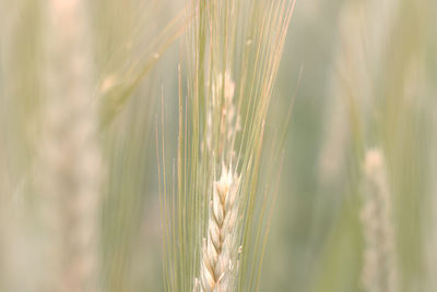 Close-up of crop on field