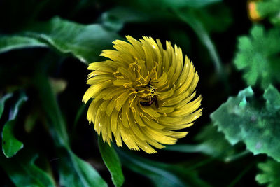 Close-up of yellow flowering plant