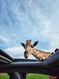 Low angle view of giraffe against sky