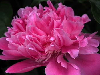 Close-up of pink flowers blooming outdoors