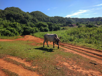 Horse grazing on field against sky