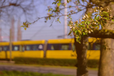 Close-up of yellow tree against sky