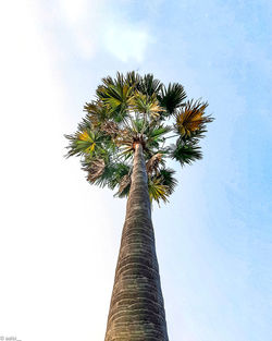 Low angle view of coconut palm tree against sky