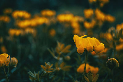 Close-up of yellow flowering plant on field