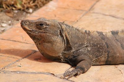 Close-up of lizard on rock