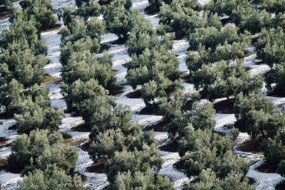 High angle view of trees on snow covered land