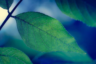 Close-up of green leaves