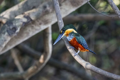 Close-up of bird perching on branch