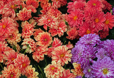 High angle view of pink flowering plants