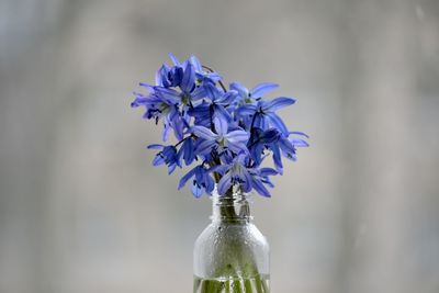 Close-up of purple flowering plant in vase