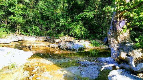 Scenic view of lake in forest