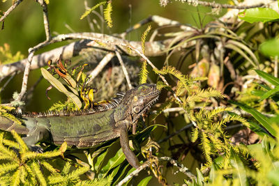 Close-up of a lizard on plant