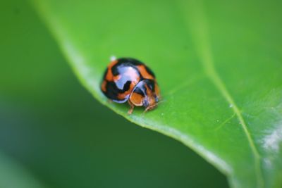 Close-up of ladybug on leaf