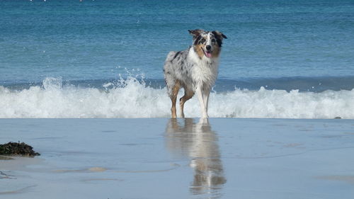 Portrait of dog standing on beach