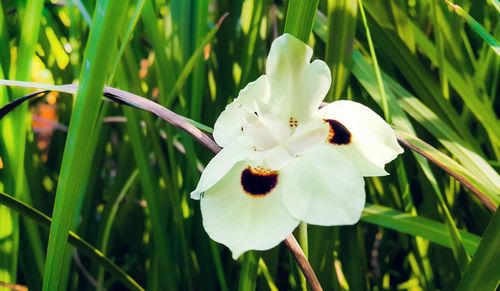 Close-up of white flowers blooming outdoors