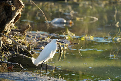 Bird perching on a lake