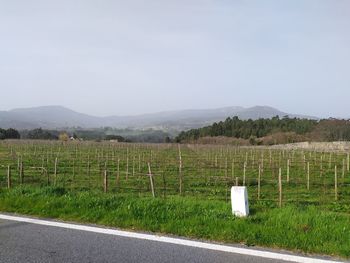 Scenic view of agricultural field against sky