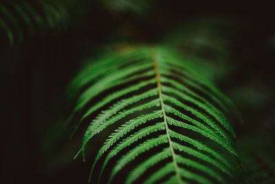 Close-up of fern in forest