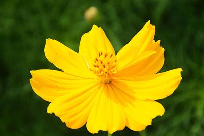 Close-up of yellow flower