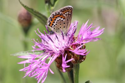 Close-up of butterfly pollinating on pink flower