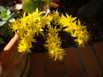 Close-up of yellow flowers against blurred background