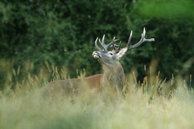 Deer in a field