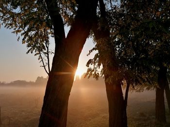 Sunlight streaming through trees at sunset