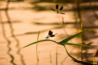 Close-up of bird on plant against lake