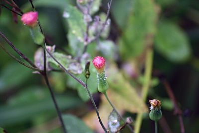 Close-up of pink flowers blooming outdoors