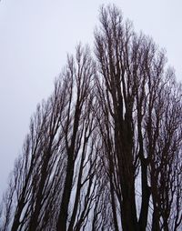 Low angle view of bare trees against clear sky