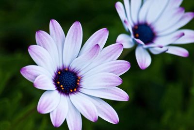Close-up of flower blooming outdoors