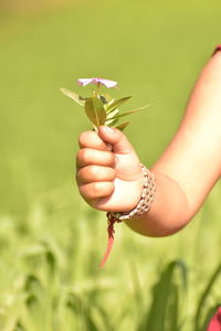 Close-up of hand holding plant