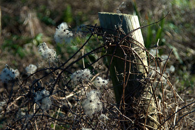 Close-up of bird perching on tree