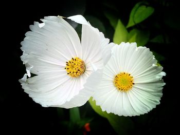 Close-up of white flowering plant against black background